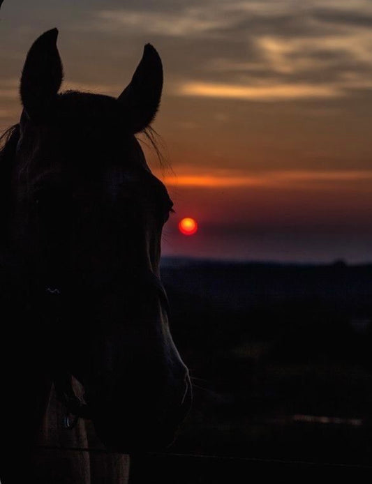 Starving Horses