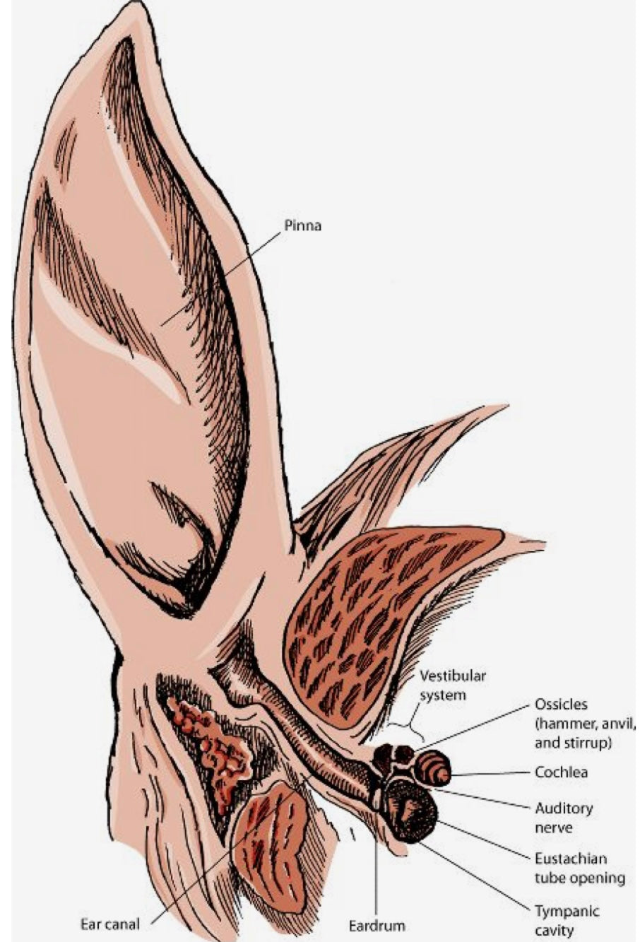 What Makes a Horse Tick